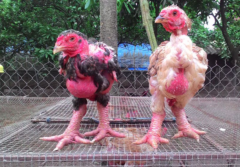 Mơ thấy gà đông tảo báo hiệu điều gì?